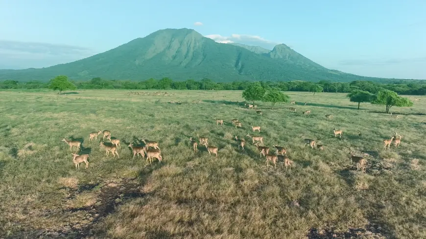 Taman Nasional Baluran, "Africa Van Java" yang Menakjubkan