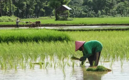 Kesejahteraan Petani Jadi Fokus Utama Program Swasembada Pangan