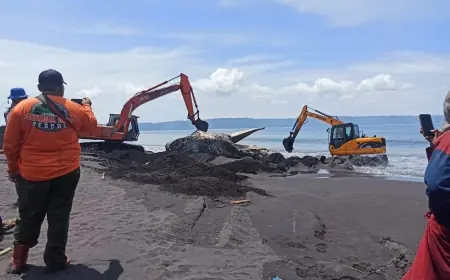 Pantai Nyamplong Kobong Jadi Kuburan Mamalia Raksasa, 2 Eksavator Dikerahkan