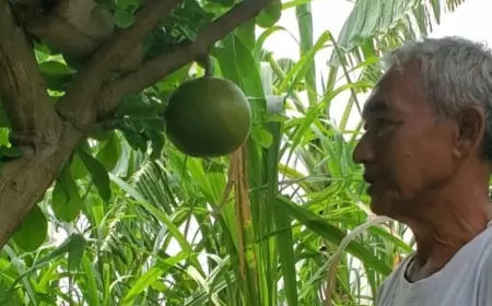 Mengandung Sejarah Majapahit, Itulah Alasan Lansia Pembudidaya Buah Maja di Mojokerto