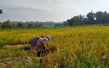 Petani Padi di Sampang Diresahkan oleh Hama Burung Pipit