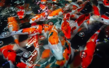 Ini 7 Manfaat Kolam Ikan Mini di Teras Rumah yang Bikin Asri, Sejuk, dan Menenangkan