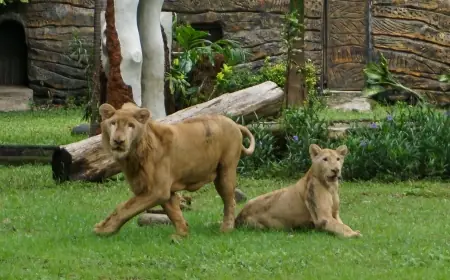 Zeus dan Kiara, Dua Singa Putih yang Menawan, Resmi Huni PDTS Kebun Binatang Surabaya