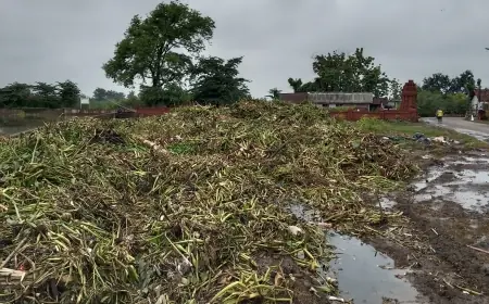 Eceng Gondok di Mojokerto Jadi Sumber Bencana, Kekhawatiran Warga sejak Bulan Lalu Jadi Kenyataan