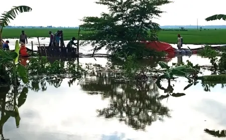 Tanggul Kali Ingas Jebol, Ratusan Hektare Padi di Bojonegoro Terendam Air