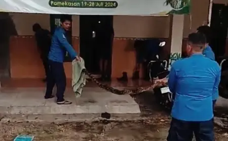 Evakuasi Ular Sanca Sepanjang 4 Meter di Sampang Berlangsung Dramatis