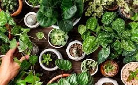 8 Rahasia Mudah Menyuburkan Tanaman Hias, Bahan Dapur yang Tak Terduga