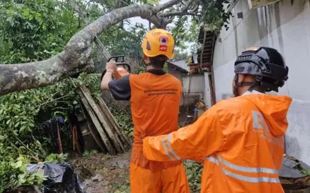 Bondowoso Diguyur Hujan dan Angin Kencang, 6 Pohon Tumbang dan Timpa Rumah Warga