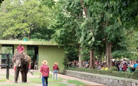 Liburan Nataru, Kebun Binatang Surabaya Suguhkan Edukasi dan Hiburan Keluarga