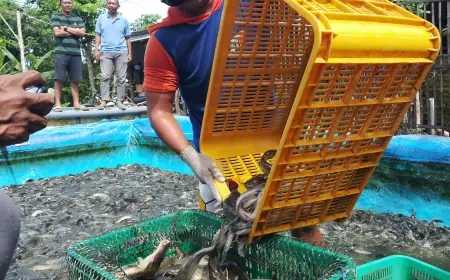 Berawal dari Limbah Hatchery, Pria di Jombang Miliki 170 Kolam Lele
