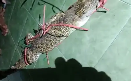 Warga Asembagus Hampir Diterkam 2 Ekor Buaya saat Berburu Kepiting