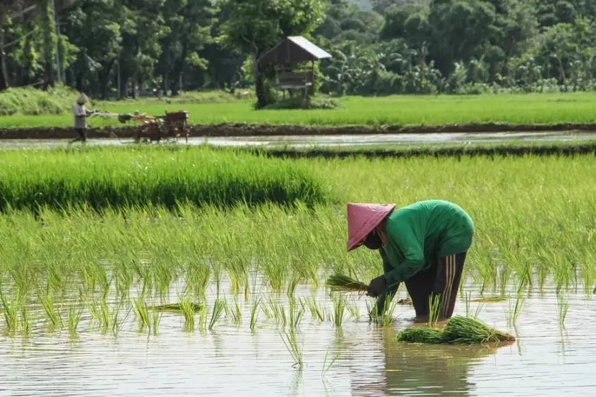 Kesejahteraan Petani Jadi Fokus Utama Program Swasembada Pangan