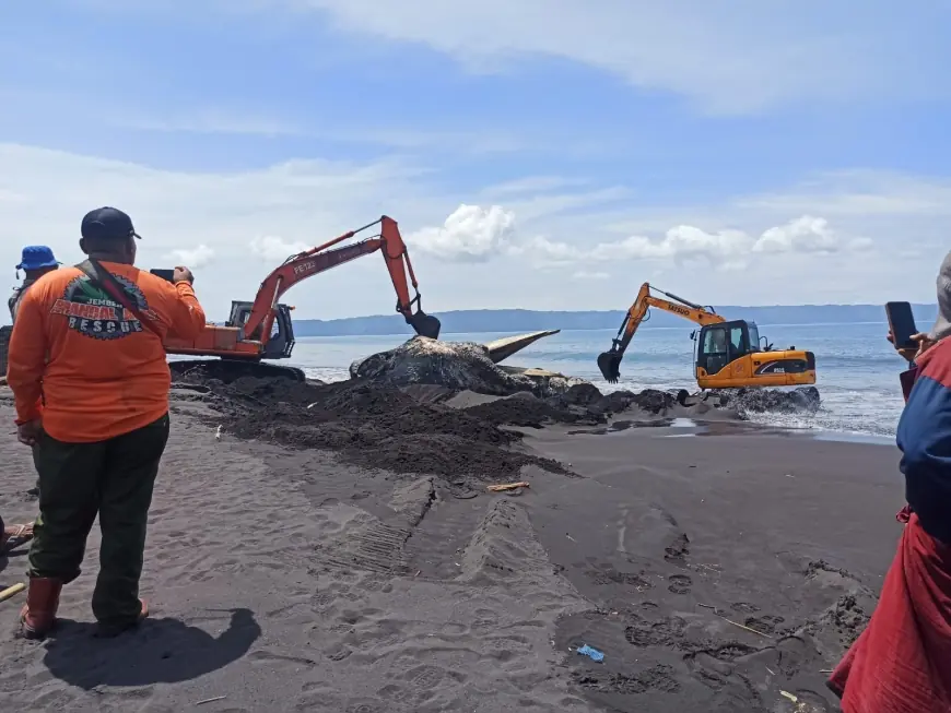 Pantai Nyamplong Kobong Jadi Kuburan Mamalia Raksasa, 2 Eksavator Dikerahkan