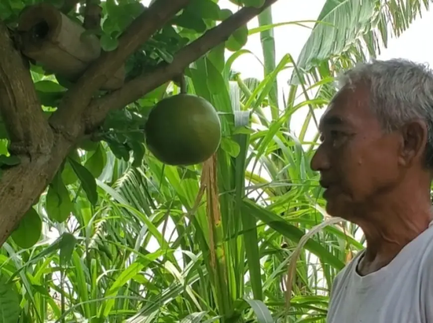 Mengandung Sejarah Majapahit, Itulah Alasan Lansia Pembudidaya Buah Maja di Mojokerto