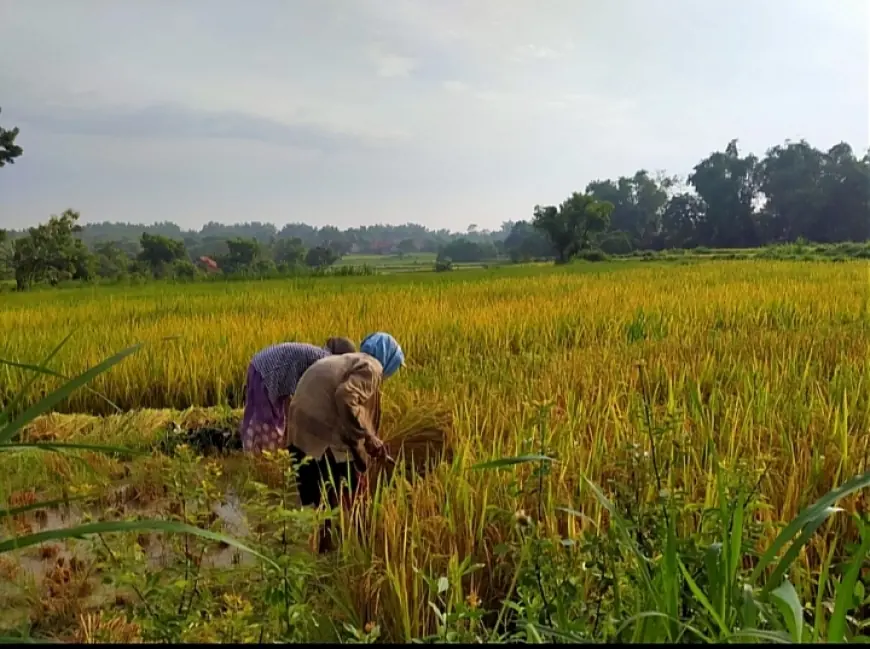 Petani Padi di Sampang Diresahkan oleh Hama Burung Pipit