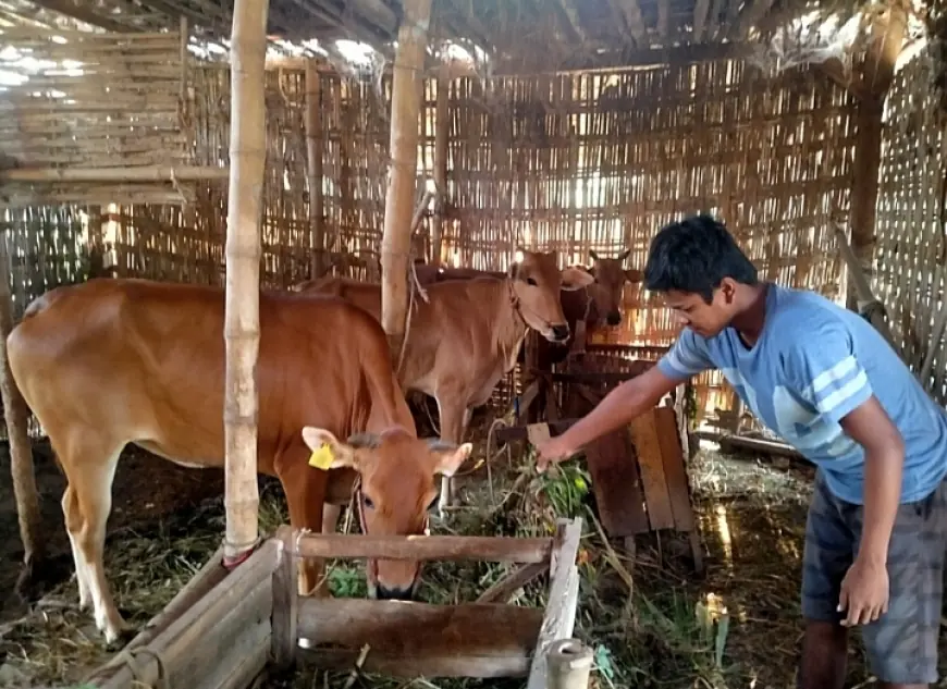 Sebanyak 226 Ternak di Sampang Terjangkit Wabah LSD