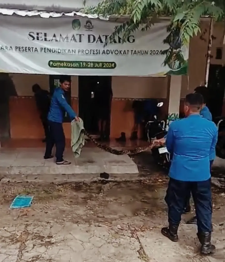 Evakuasi Ular Sanca Sepanjang 4 Meter di Sampang Berlangsung Dramatis