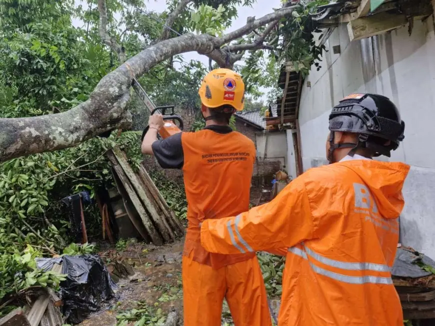 Bondowoso Diguyur Hujan dan Angin Kencang, 6 Pohon Tumbang dan Timpa Rumah Warga