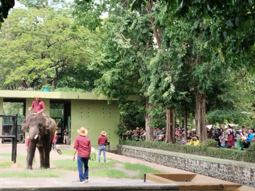 Liburan Nataru, Kebun Binatang Surabaya Suguhkan Edukasi dan Hiburan Keluarga