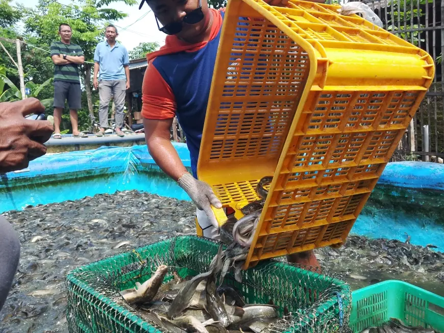 Berawal dari Limbah Hatchery, Pria di Jombang Miliki 170 Kolam Lele