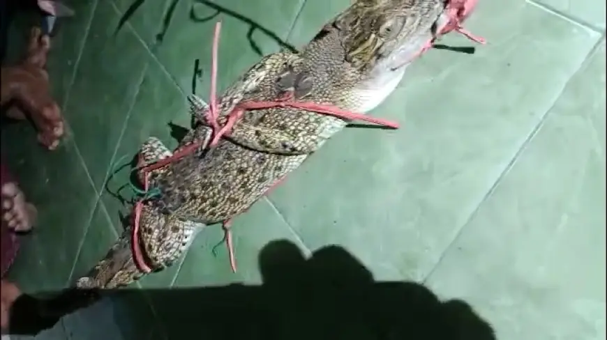 Warga Asembagus Hampir Diterkam 2 Ekor Buaya saat Berburu Kepiting