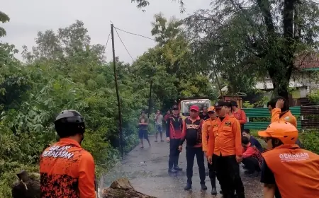 Cuaca Ekstrem Robohkan Pohon Besar di Sampang, Akses Jalan Terganggu
