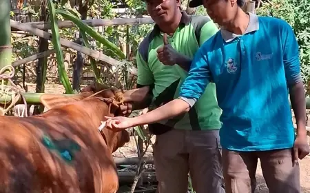 156 Sapi Terjangkit PMK, Disnakkan Bondowoso Ungkap Gejalanya