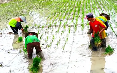 Alokasi Pupuk Bersubsidi Tahun 2025 untuk Kabupaten Bojonegoro Jauh dari Kebutuhan