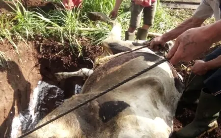 Virus PMK Serang 3 Ekor Sapi di Kota Batu