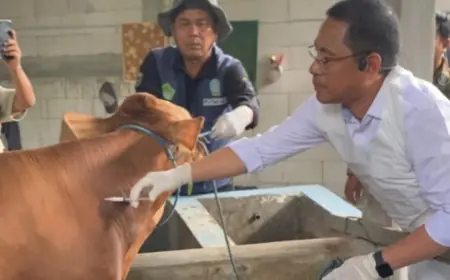 PMK Menyebar di 19 Kecamatan di Jombang, 323 Ekor Sapi Terjangkit