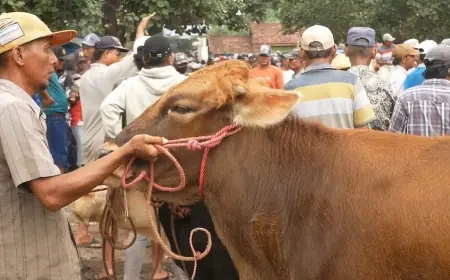 Lima Ekor Sapi di Kota Probolinggo Mati Terjangkit PMK