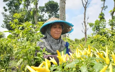 Petani Cabai di Mojokerto Khawatir Harga Anjlok, Panen Paksa Jadi Pilihan
