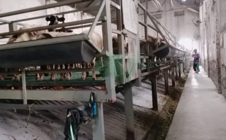 Diganggu Suara Ternak dan Bau Busuk, Warga Desa Rejoagung di Jombang Protes