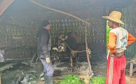 Harga Anjlok akibat PMK, Pedagang Sapi di Sampang Kelimpungan