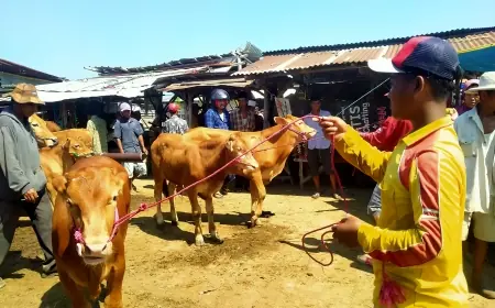 Disperta KP Sampang Sebut Wabah PMK Karena Transaksi Sapi dari Luar