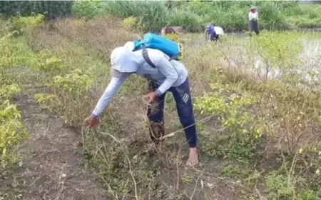 Harga Cabai Melambung: Petani di Kediri Bukannya Untung malah Buntung