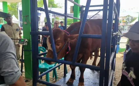 Disnakan Bojonegoro Kirim Sampel Lendir Sapi ke Pusvetma Surabaya