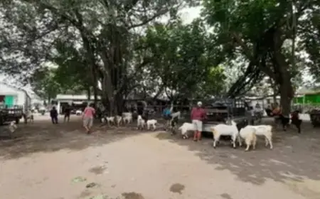 Pasar Hewan di Kediri Tutup akibat PMK, Pedagang Kambing Nekat Berjualan