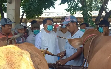 Minim Kasus PMK, Pj Gubernur Jatim Pastikan Pasar Hewan Kota Probolinggo Tetap Beroperasi