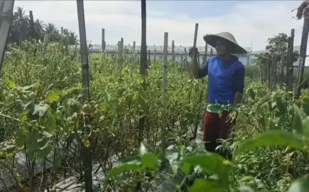 Derita Petani Cabai di Malang: Saat Harga Tinggi Tanaman Terancam Mati