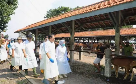 Populasi Sapi Capai 4 Ribu, DPRD Kota Probolinggo Desak Tambahan Bantuan Vaksin