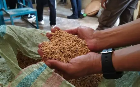 HPP Naik Rp 500, Bulog Bondowoso Siap Serap Gabah Petani