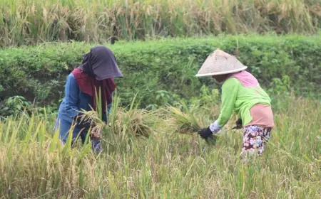 Dukung Swasembada Pangan, Target LTT Bondowoso Menjadi 103 Ribu Hektare