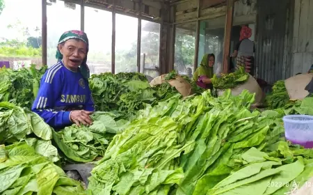 Di Tengah Gencarnya Swasembada Pangan, Komoditas Tembakau Dianaktirikan