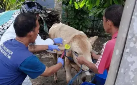 Dampak PMK: Harga Daging Sapi di Kediri Turun Drastis