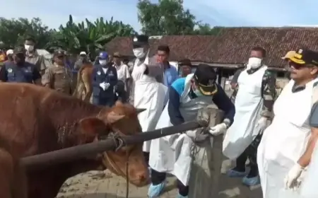 Pemkab Jombang Tutup Pasar Hewan hingga 1 Februari 2025