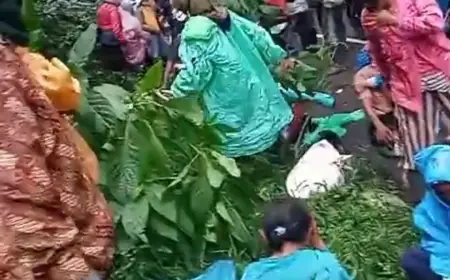 Mobil Pikap Pengangkut Buruh Kopi Ijen Bondowoso Alami Laka, Sebabkan Penumpang Patah Tulang