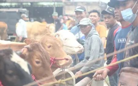 Kematian Sapi akibat PMK Meningkat, Pemkab Bondowoso Enggan Tutup Pasar Hewan