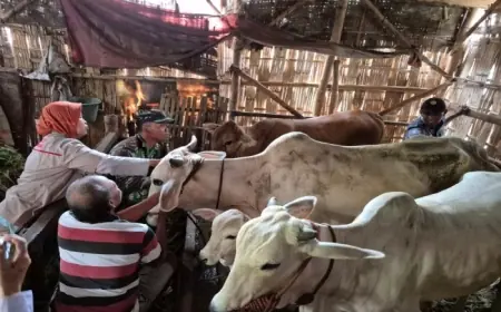 Selama Dua Hari, 210 Ekor Sapi di Kota Probolinggo Sudah Divaksin PMK