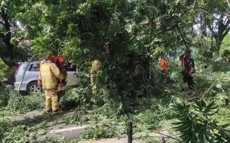 Pohon Randu Berukuran Besar Tumbang Menimpa Mobil saat Melintas di Kota Batu